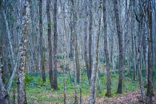 istock Canopy Haven: Abundant Trees in the Forest 2196916474