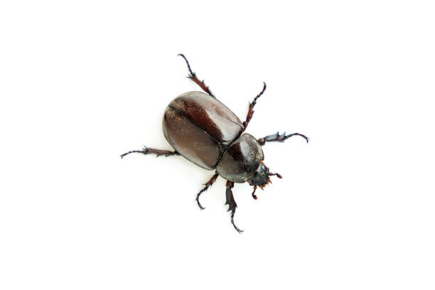 istock Female siamese rhinoceros beetle isolated on white background, Stag beetle, Fighting beetle 2196916722