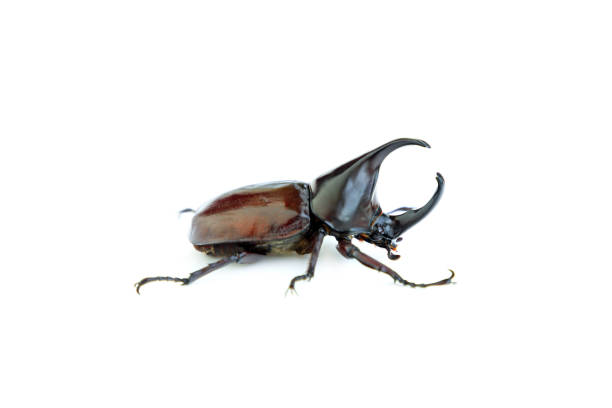 istock Siamese rhinoceros beetle isolated on white background, Stag beetle, Fighting beetle 2196916801
