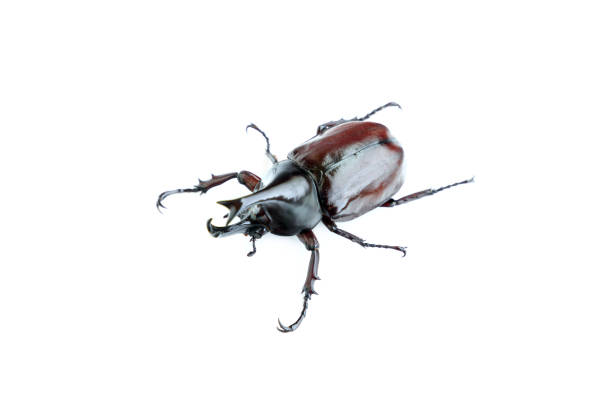 The elephant beetle (Megasoma elephas) is a member of the family Scarabaeidae and the subfamily Dynastinae. Elephant beetles are Neotropical rhinoceros beetles.