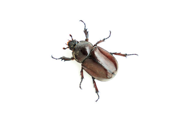 istock Female siamese rhinoceros beetle isolated on white background, Stag beetle, Fighting beetle 2196916904
