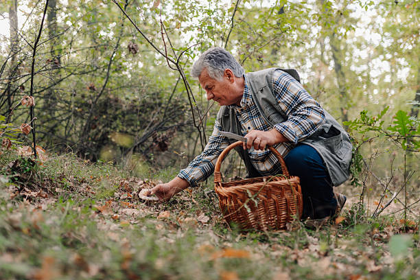 istock Senior man picking mushrooms in forest with wicker basket and knife 2196919094