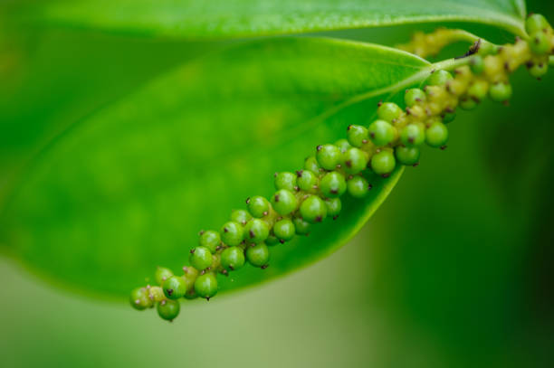 Black pepper fruits grow on tree in garden