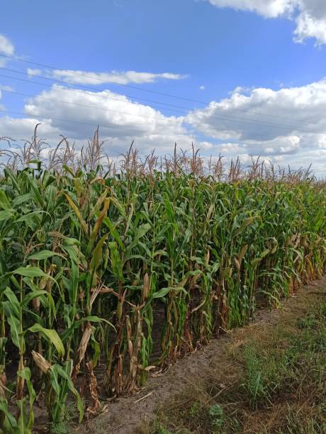 istock Agricultural landscape with vibrant corn field on a sunny  day 2196920068