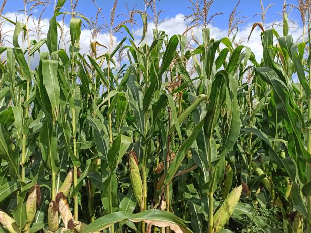 istock Field of ripe corn crop against a cloudy sunny blue sky. 2196920081