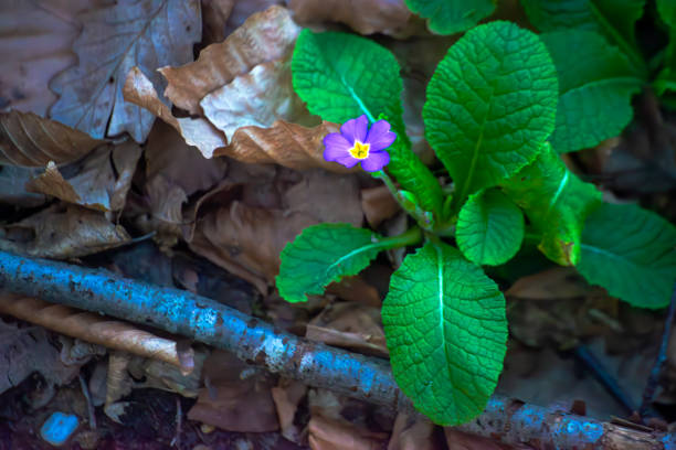 Discover the vibrant beauty of a purple flower and its lush green leaves adorning the forest ground in a serene woodland scene.