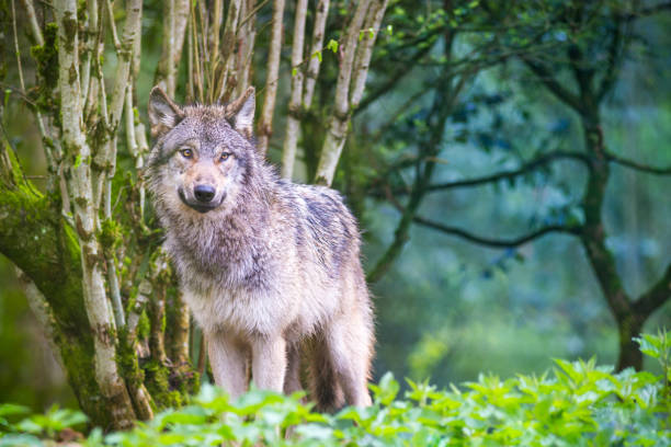 Wolf wanders in the forest: Germany.