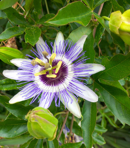 istock Passionflower in the nature 2196924106