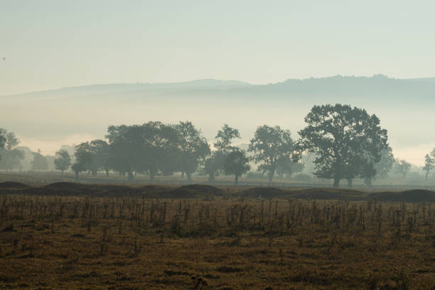 Mystic bizarre trees in a field, illuminated by sunlight at sunrise in the fog. Dreamlike fantasy autumn landscape.