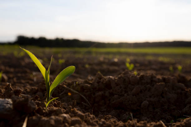 istock sunset in a field with young corn sprouts in a fertile field 2196928037