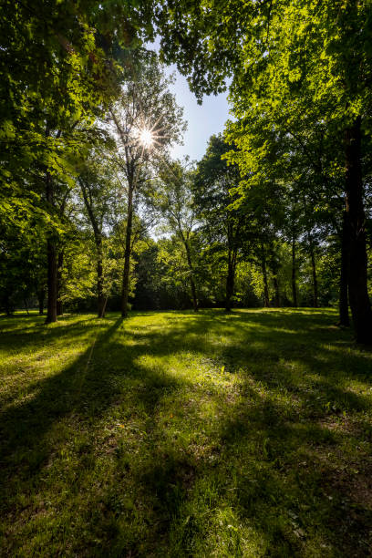 istock tall deciduous trees in the park in May in sunny weather 2196928049