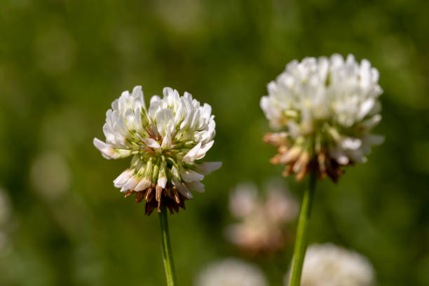 istock a clover blooming with white flowers in early summer 2196928053