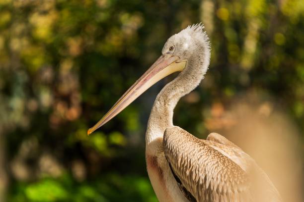 istock The pelican in ZOO Wien 2196928796