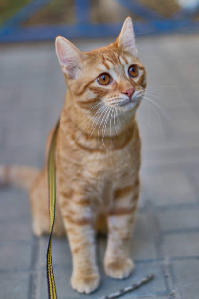 istock A ginger cat with amber eyes sits on the asphalt 2196928850