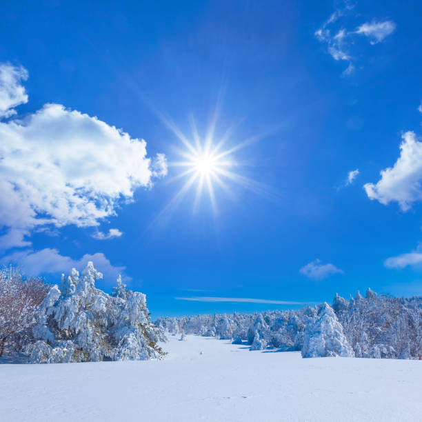 istock winter pine tree forest in snow at the sunny day 2196929228