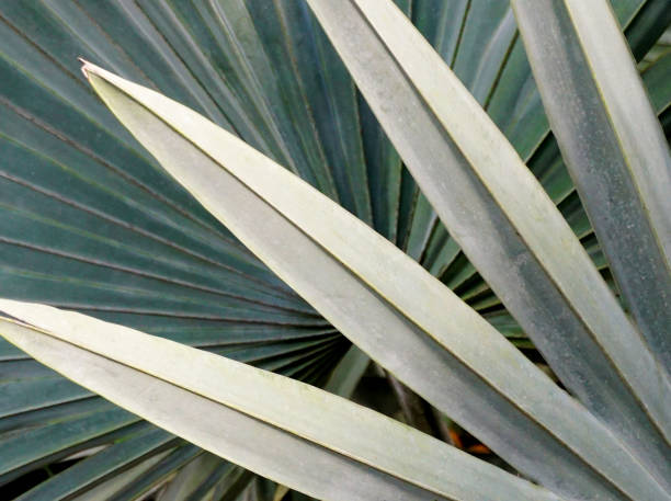 istock Borassus Palmyra, Palm leaf close up shot, Nature background 2196929395