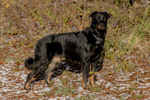 istock Cute Beauceron Sheperd Observing its Surroundings in Cold Quebec Forest during Autumn 2196929877