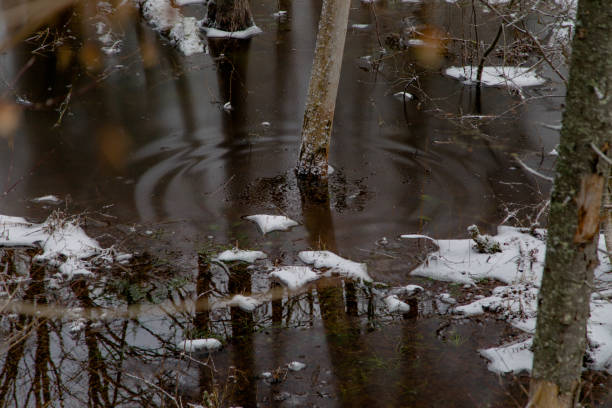 Shot of tree trunks in frosted waters during Autumn in peaceful Canadian boreal forest. Taken in Quebec, Canada, during an Autumn day.