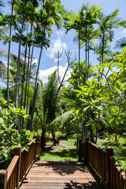 A quiet tropical setting featuring a wooden bridge surrounded by lush green palm trees and plants, capturing the essence of serenity and natural beauty under clear skies.
