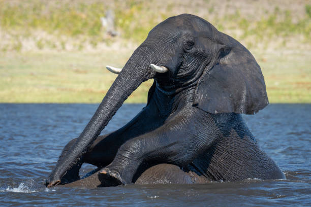 Close encounter with a bull elephant from a boat. African elephant showing dominant behaviour at the Chobe River between Botswana and Namibia in the green season.