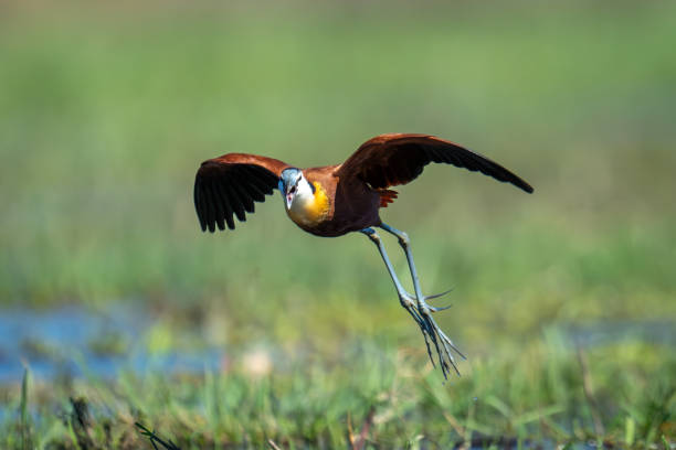 African jacana flies over floodplain opening bill