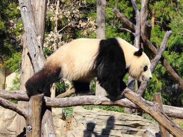 A giant panda walking on wooden logs in a zoo setting with lush greenery in the background.