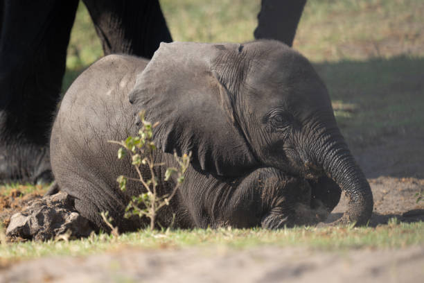 istock Baby African bush elephant lies in grass 2196933621