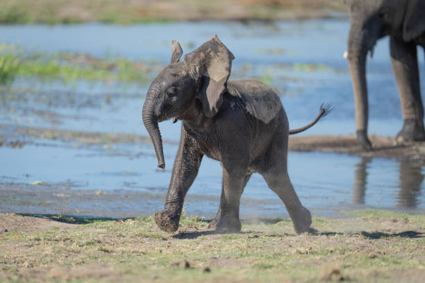 Elephant in the Okavango Delta