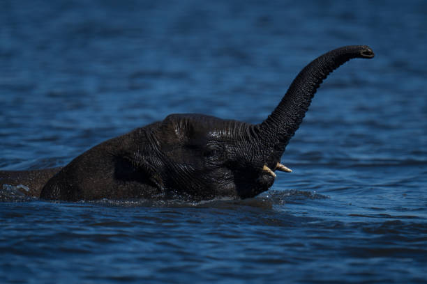 istock Baby African elephant crosses river raising trunk 2196933632