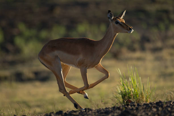 istock Backlit female impala runs past on savanna 2196933688