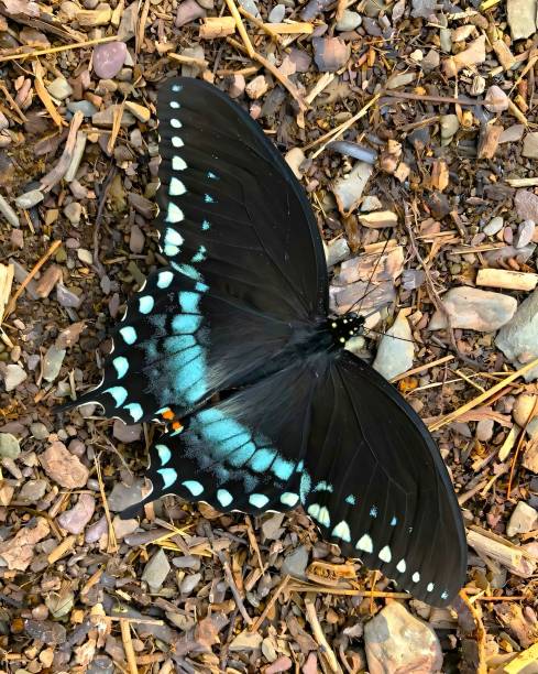 istock Vibrant Black and Blue Butterfly on Pebbles 2196933717