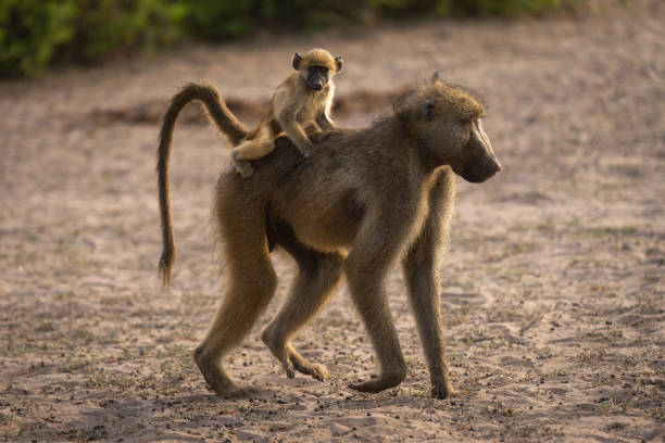 istock Chacma baboon walks with baby on back 2196933749