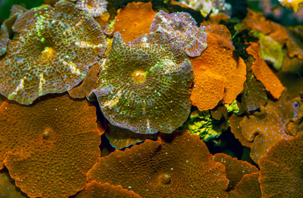 Spotted Mushroom coral