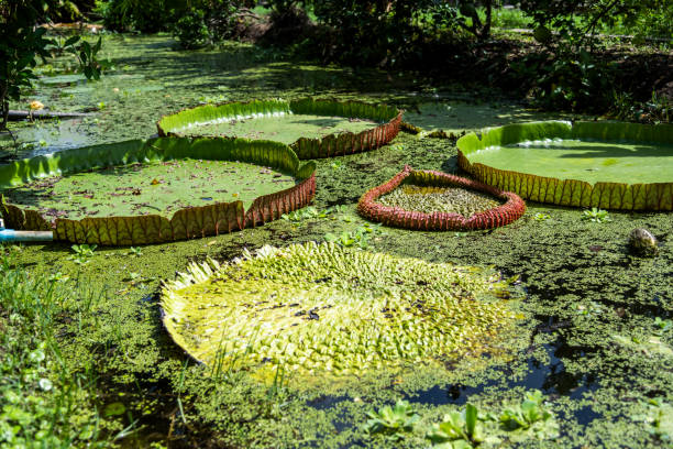 Vibrant green water lily pads with defined edges lie peacefully on a still pond, surrounded by diverse tropical vegetation under natural sunlight. The tranquil scene showcases nature's beauty and serenity.
