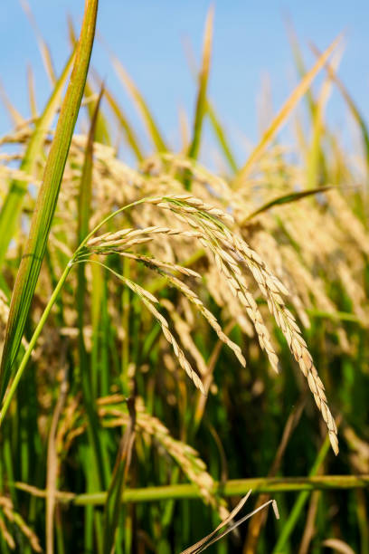 istock Risotto rice growing in Italy 2196935496