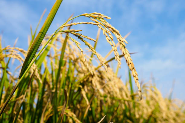 Risotto rice growing in Italy