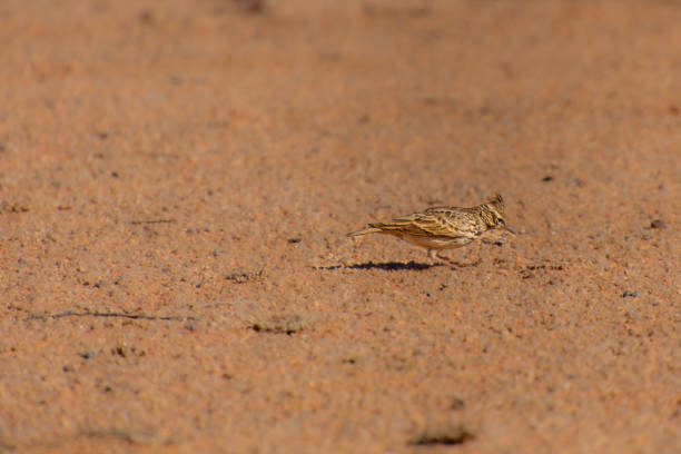 istock Specimen of a small Crested Lark 2196936962