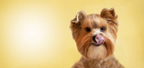 Small dog (Yorkshire terrier) looking straight at camera and eating and licking its lips with tongue (tongue out). Isolated on yellow pastel background. Copy space. Empty space for your message.