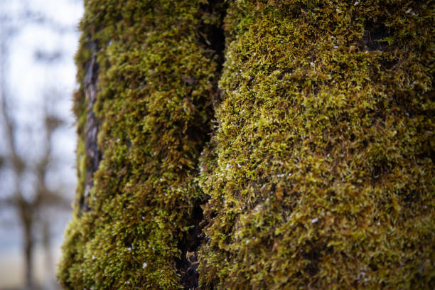 Lush green moss covers the rugged surface of a tree trunk outside.