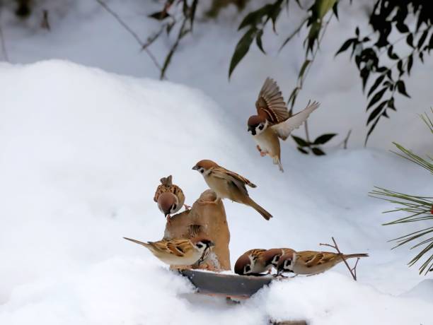 A close up of a small brown bird with detailed feathers sitting on fresh snow outdoors. The winter environment shows cold weather and natural snow typical of Europe. The bird is calm and resting in the cold season