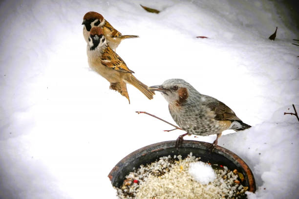 istock VH560-000Sparrow&Jackpot.JPG 2196939345