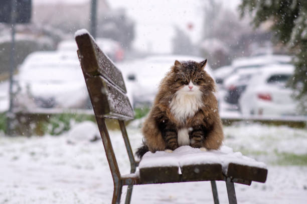 winter landscape, cat sitting on a bench while it snows, cold and snow
