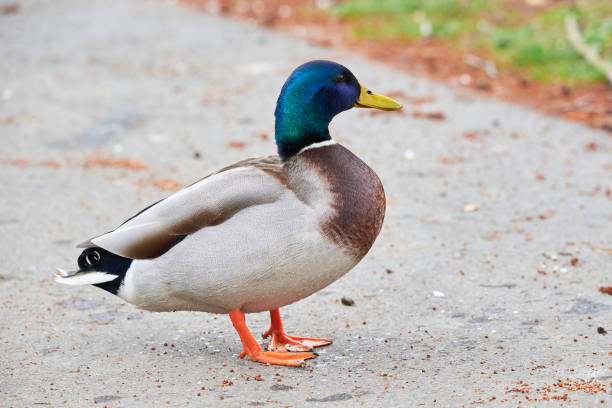 istock Mallard Male Duck close-up 2196940502