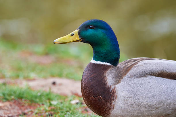 istock Mallard Male Duck close-up 2196940503