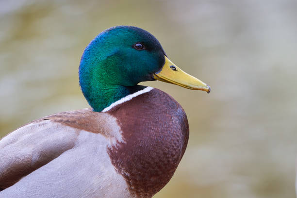 Black blind duck in close up its beautiful head, Rouen is a heavyweight breed of domesticated duck