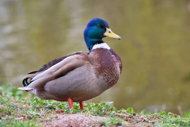 istock Mallard Male Duck close-up 2196940548