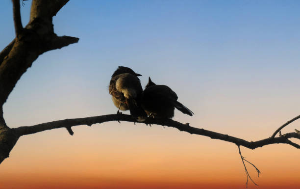 istock Romantic birds perched on a branch during a stunning sunset, creating a beautiful silhouette against the colourful evening sky. 2196940763