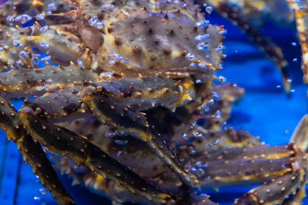 istock snow crabs in the fish tank 2196941853