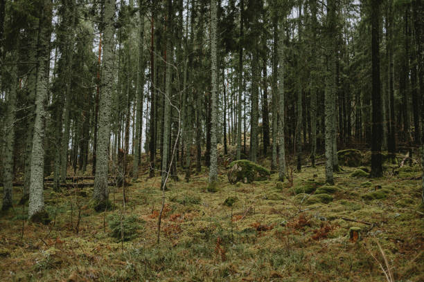 istock Beautiful forest in sunny spring nature landscape photography 2196943007