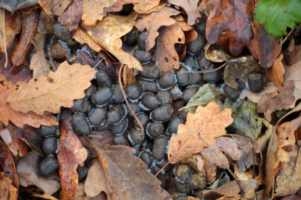 istock Deer droppings among autumn leaves 2196943446